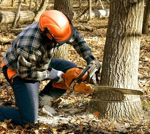 Tree Removal in Davidson, OK